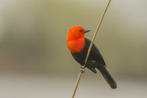 Wild bird with red head in Argentina