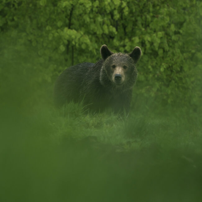 Bear in Carpathia, Romania