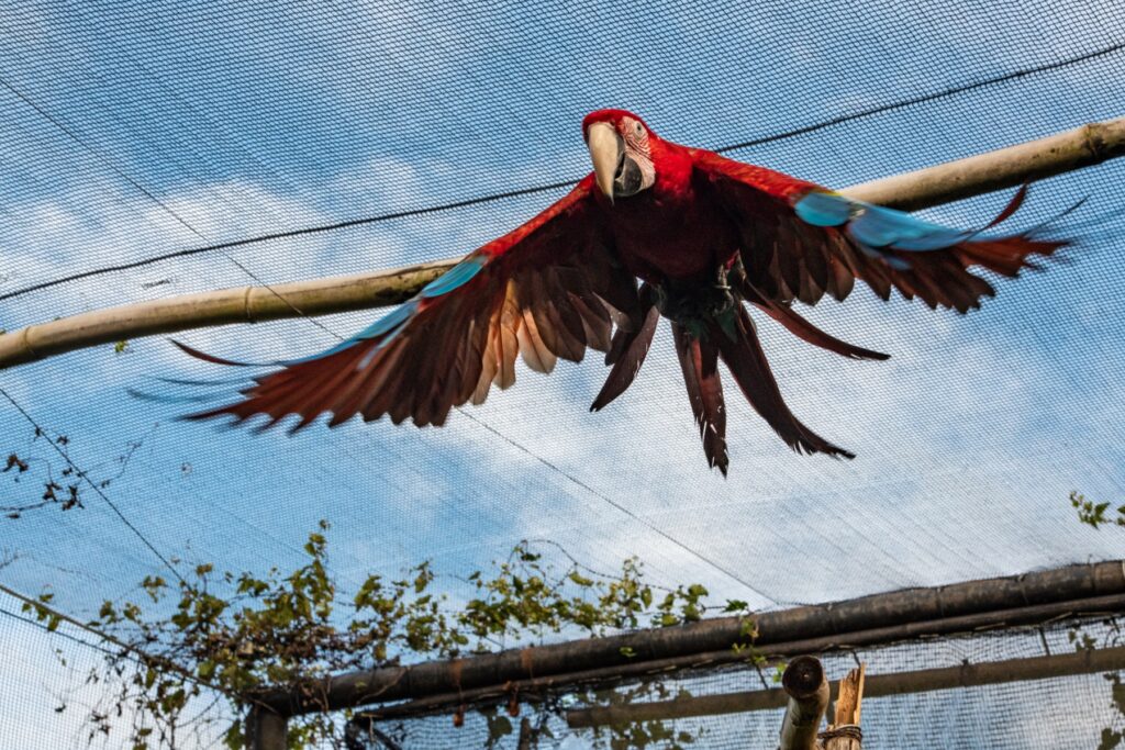 Wildlife at Parque Nacional Iberá journeys with purpose