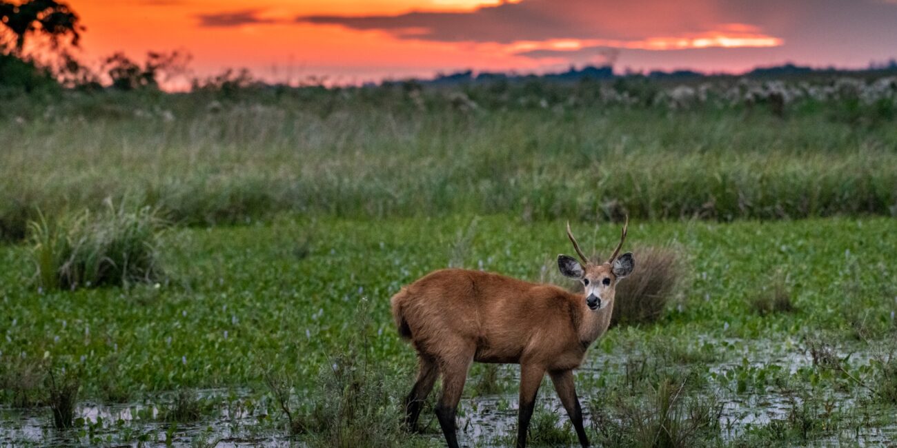 Deer in the Iberá Wetlands, Argentina