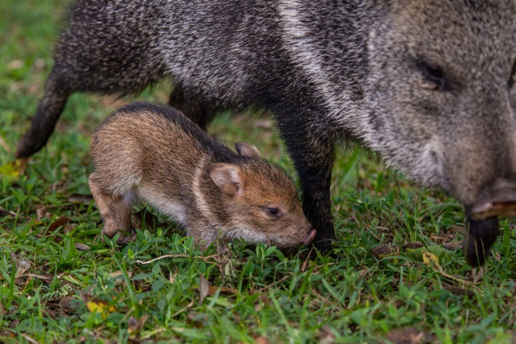 Collared Peccaries at Parque Nacional Iberá