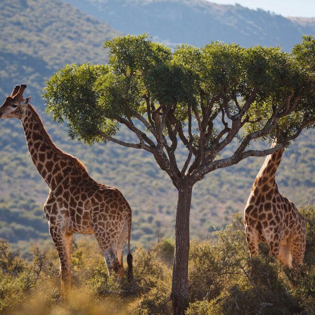 Great Karoo, Africa, Journeys with purpose, giraffes