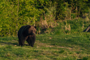 Bear in the Carpathian Mountains in Romania