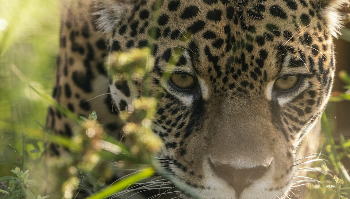 Jaguar in Iberá Argentina, transformative journeys with journeys with purpose