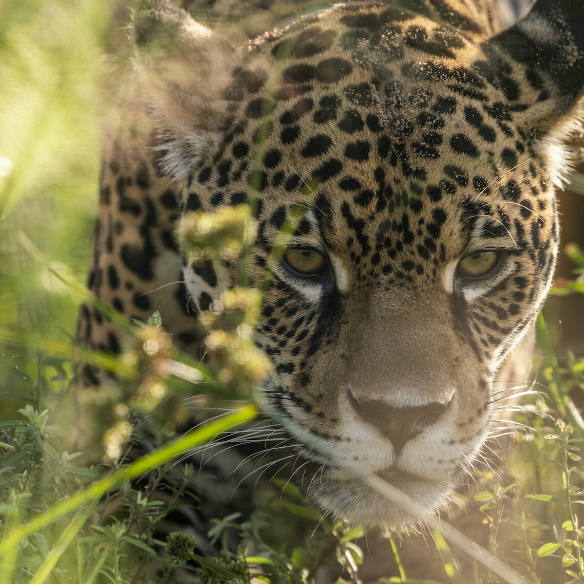 Jaguar in Iberá Argentina, transformative journeys with journeys with purpose