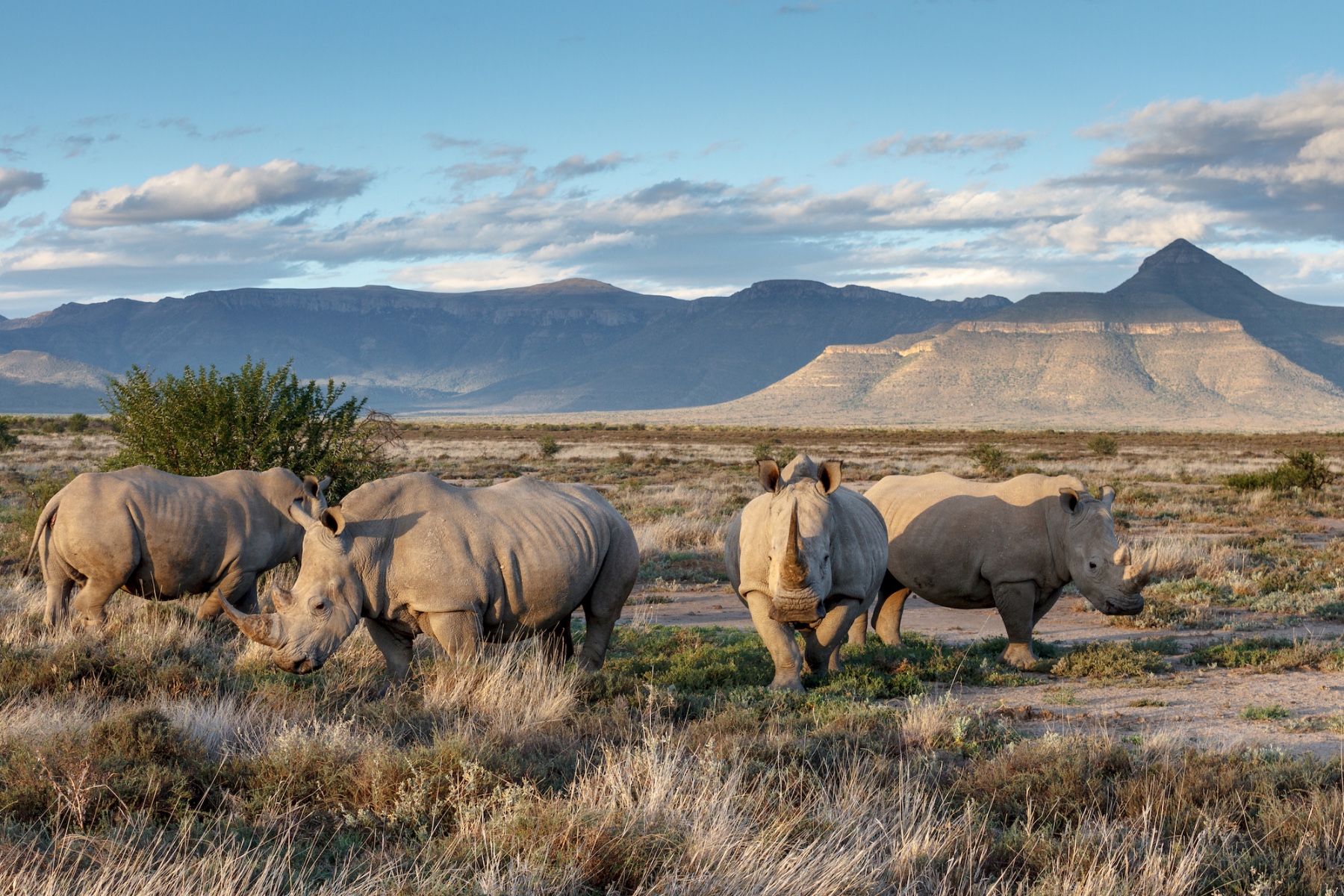 White rhinos in the great karoo, Africa, conservation travel journeys with purpose