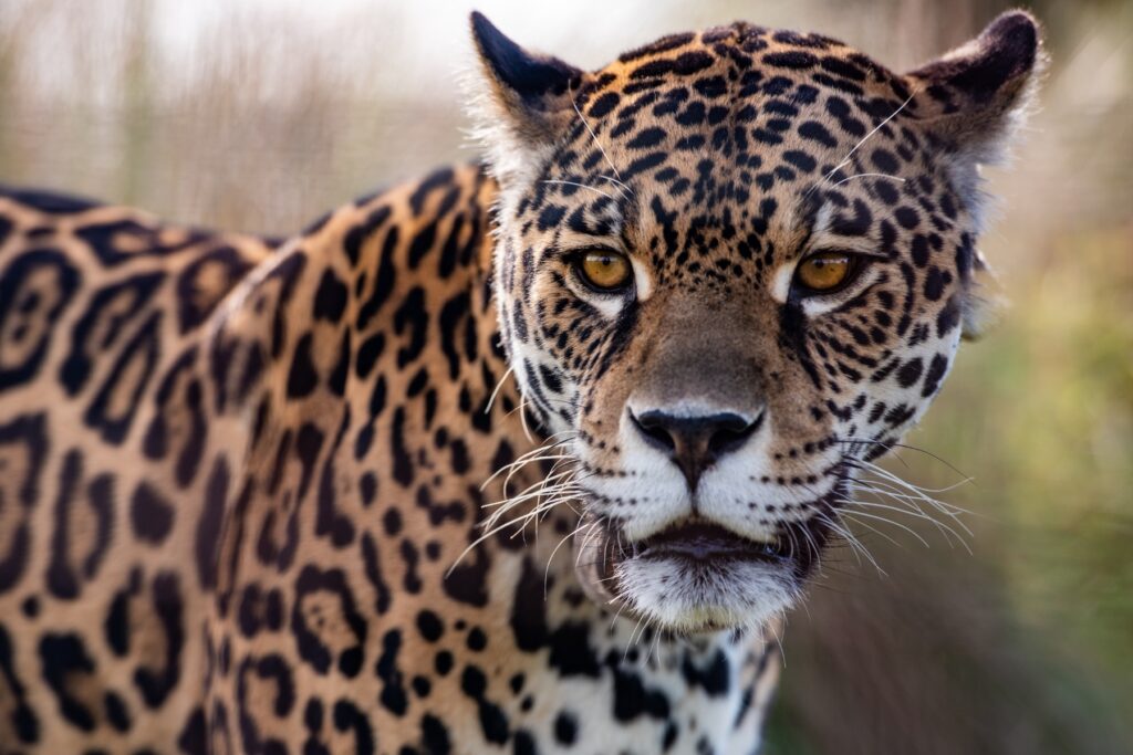 Jaguar at Parque Nacional Iberá