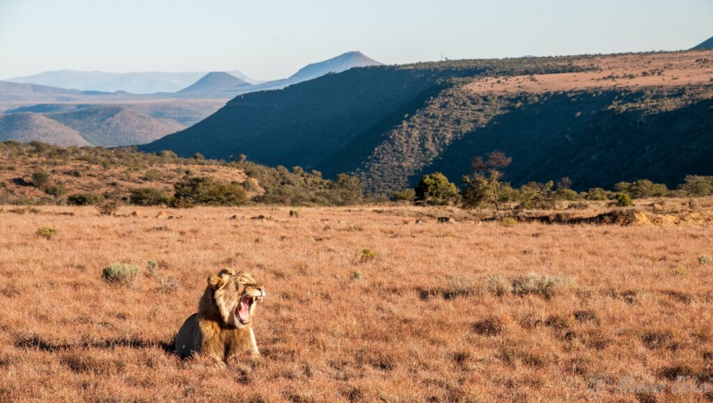 Great Karoo, Africa, Journeys with purpose, lion