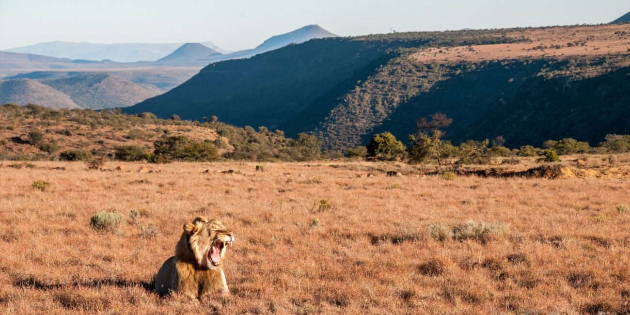 A lion yawning in Great Karoo, Africa, Journeys with purpose