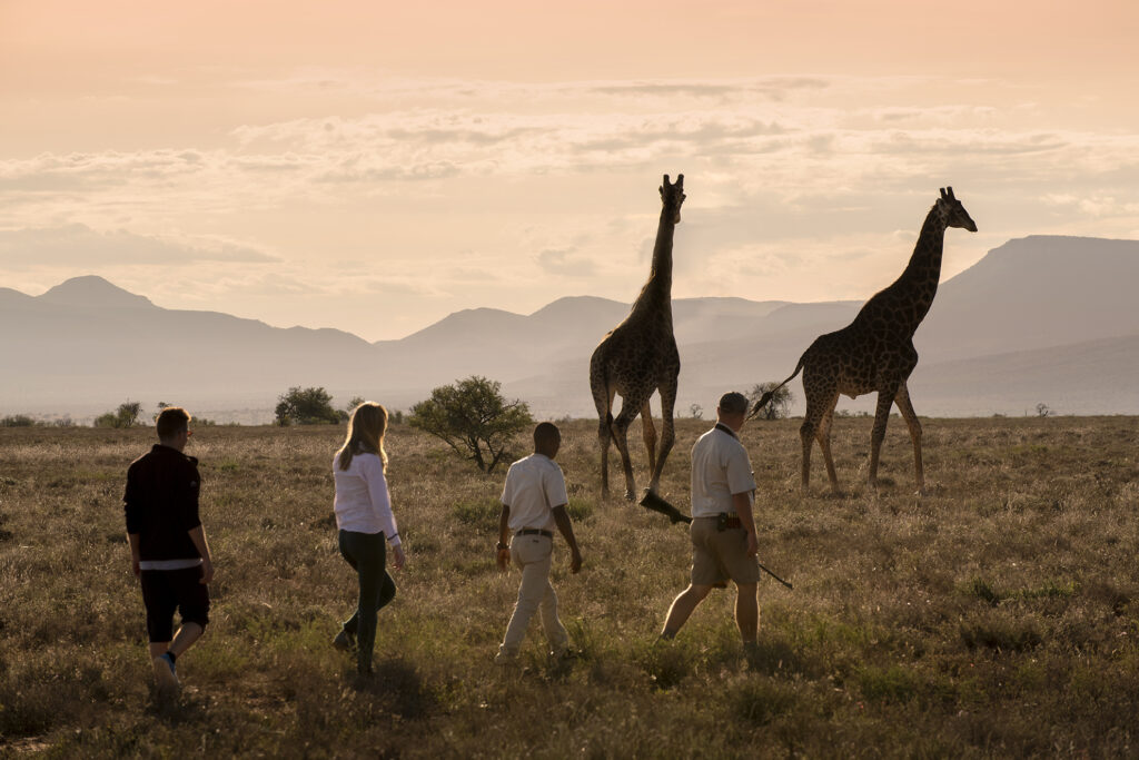 Giraffe tracking bush walk in the great karoo, south africa