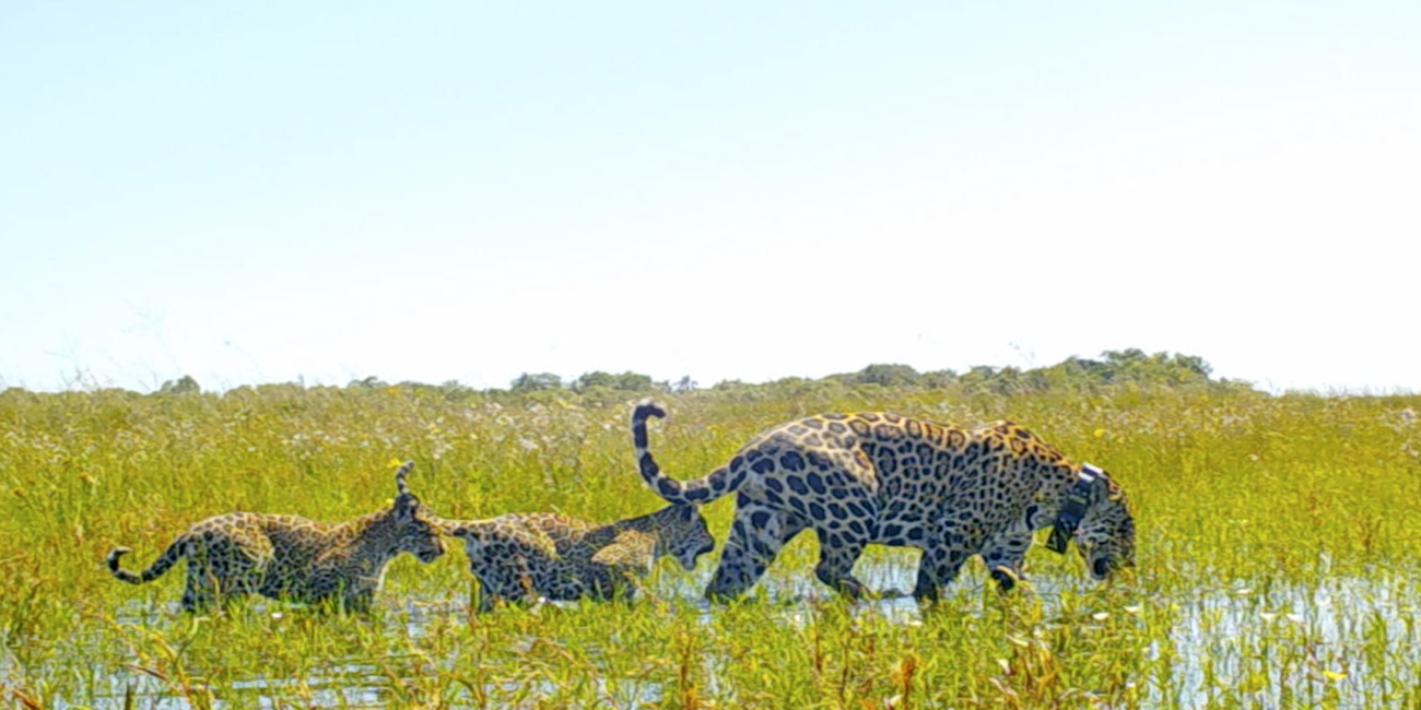 Januar family in the wild during a Wildlife conservation journey