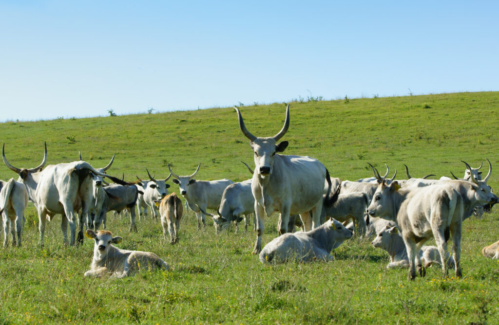 Romanian cattle