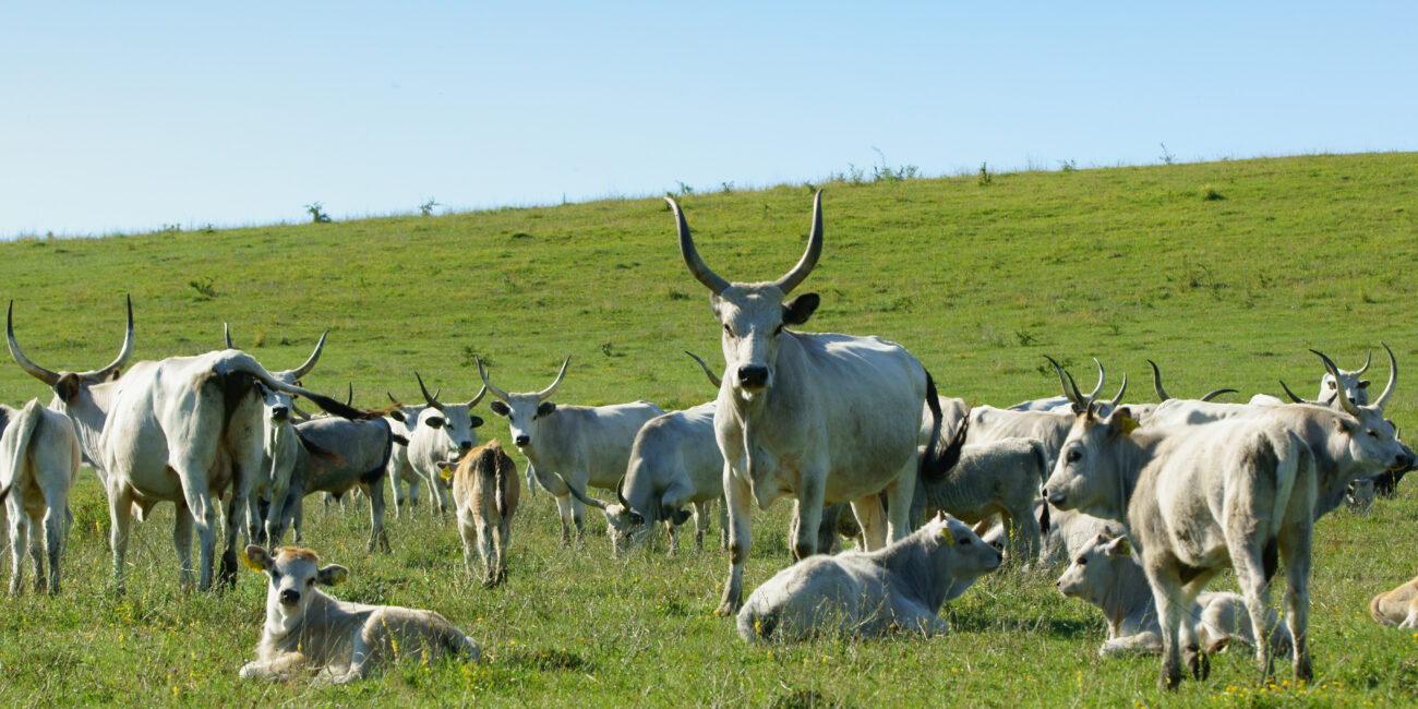 Romanian cattle