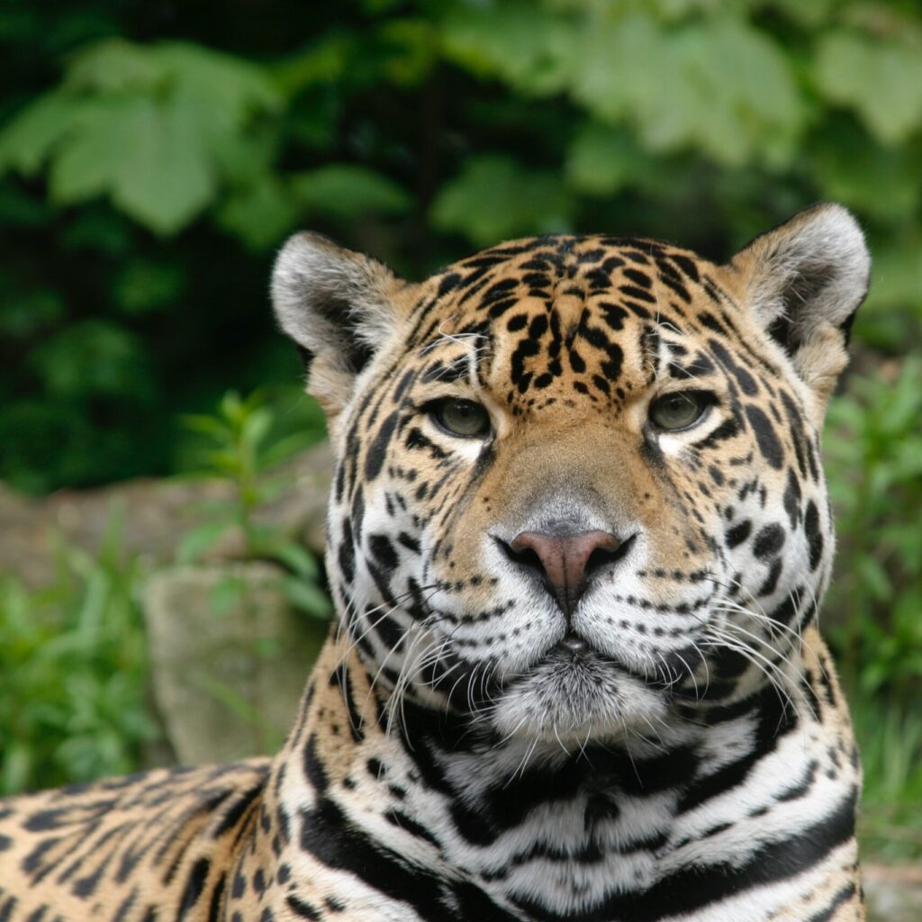 jaguar rewilding ibera national park