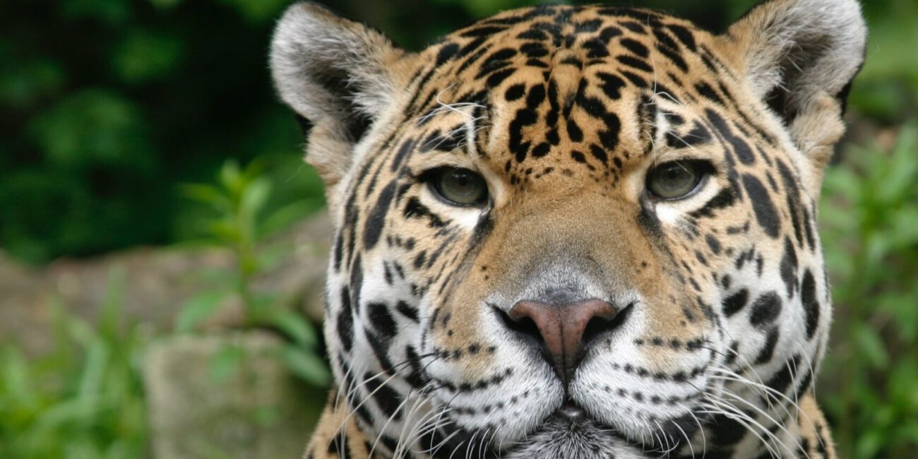 jaguar rewilding ibera national park