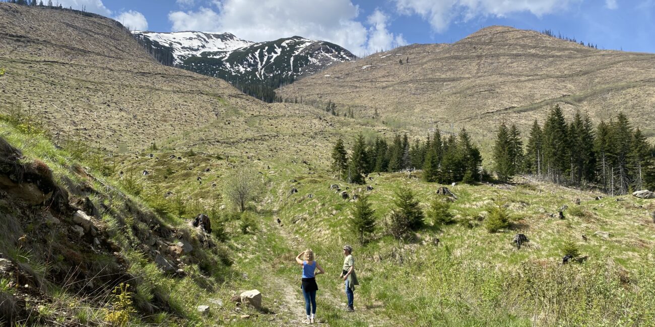 Groapele valley clearcuts