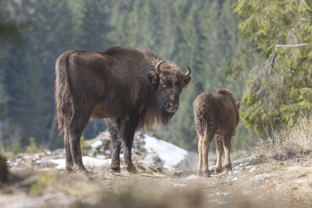 european bison romania carpathia
