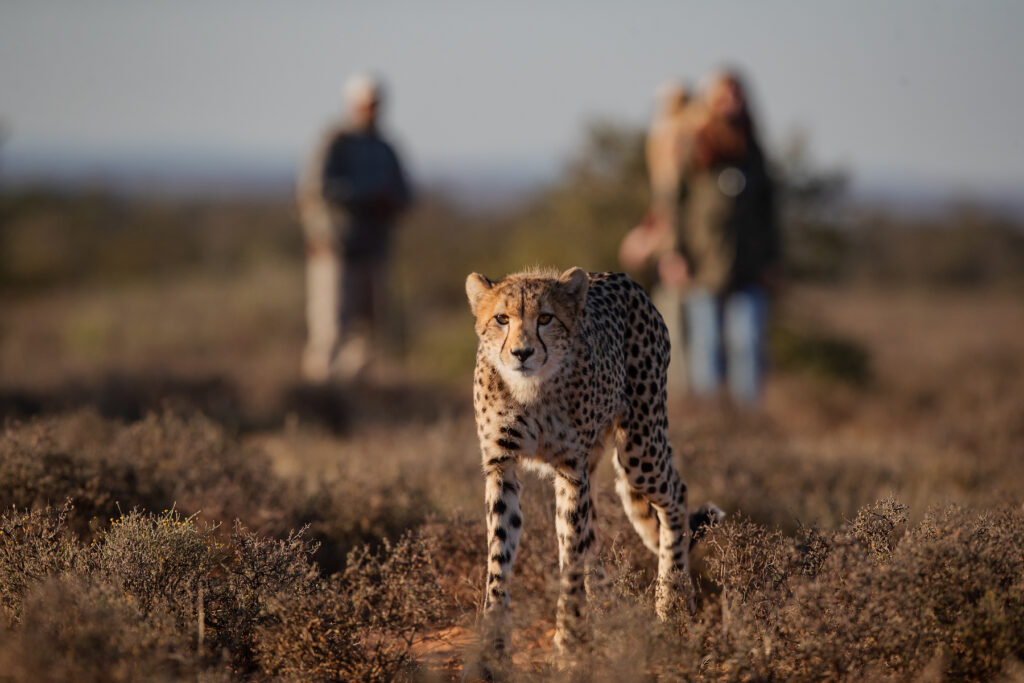 samara cheetah rewilding