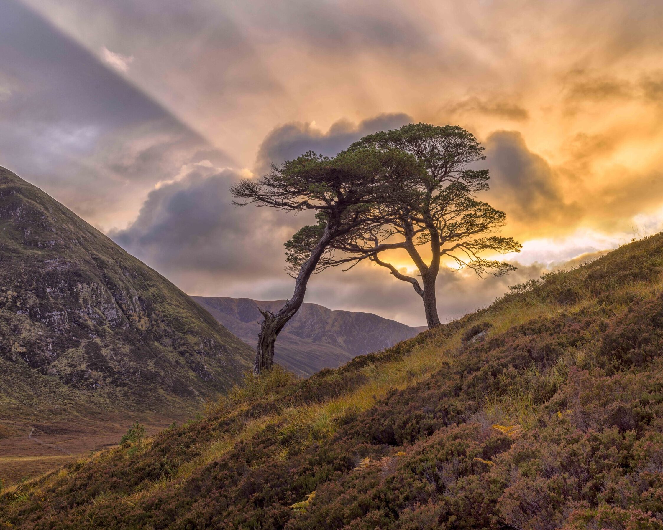 alladale wilderness reserve