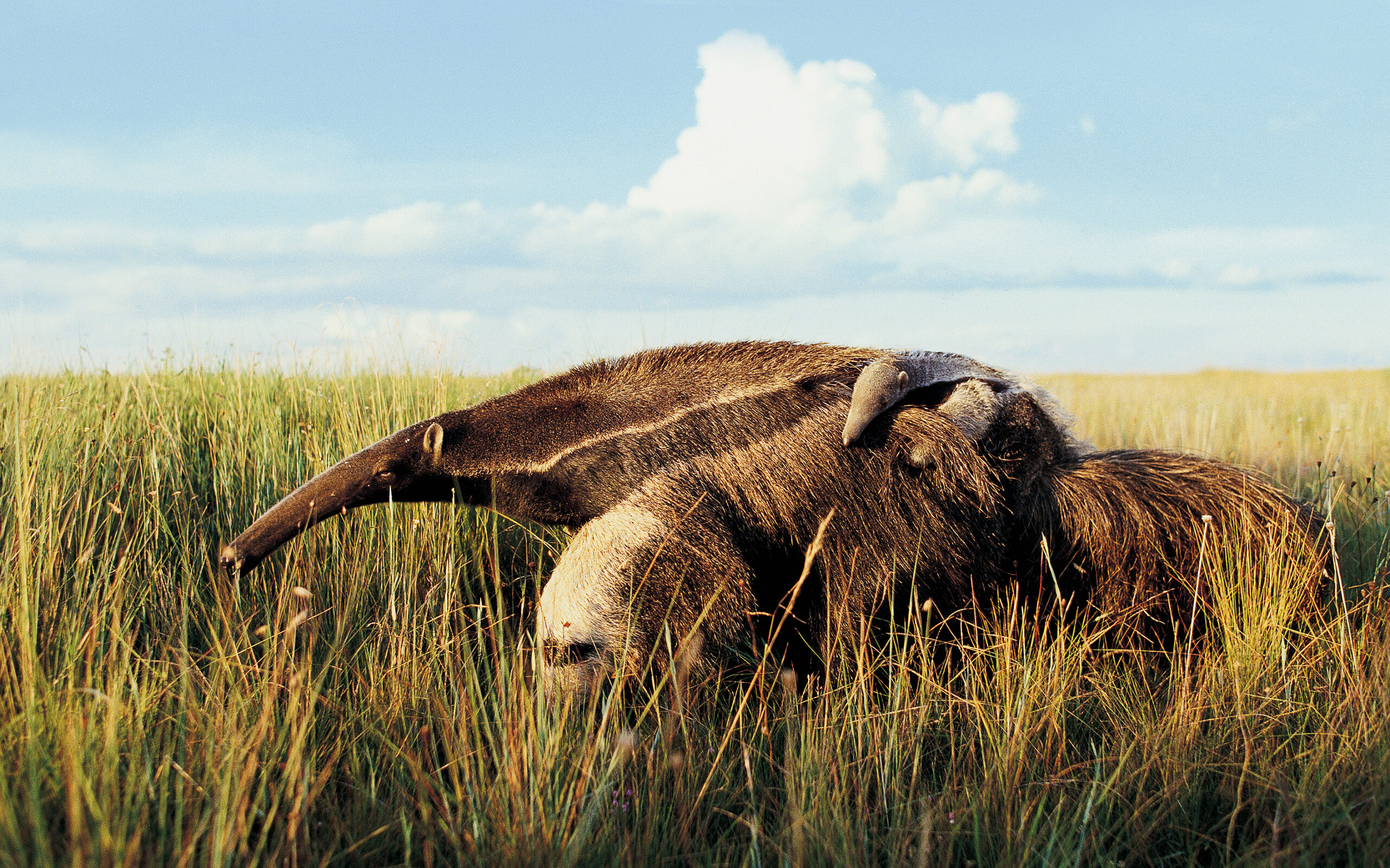 ibera argentina large anteater and baby anteater