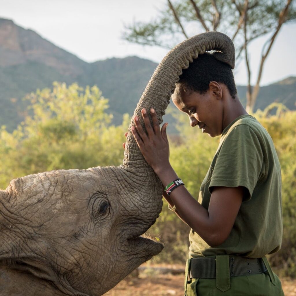 revealing the power of women elephant kenya