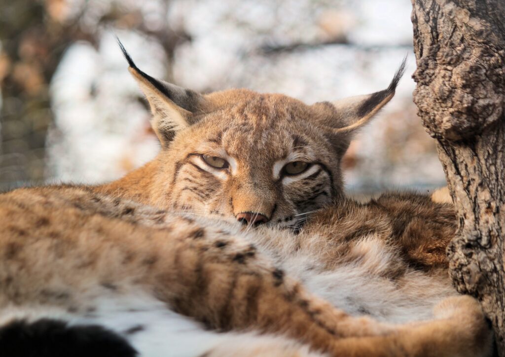 cute eurasian lynx