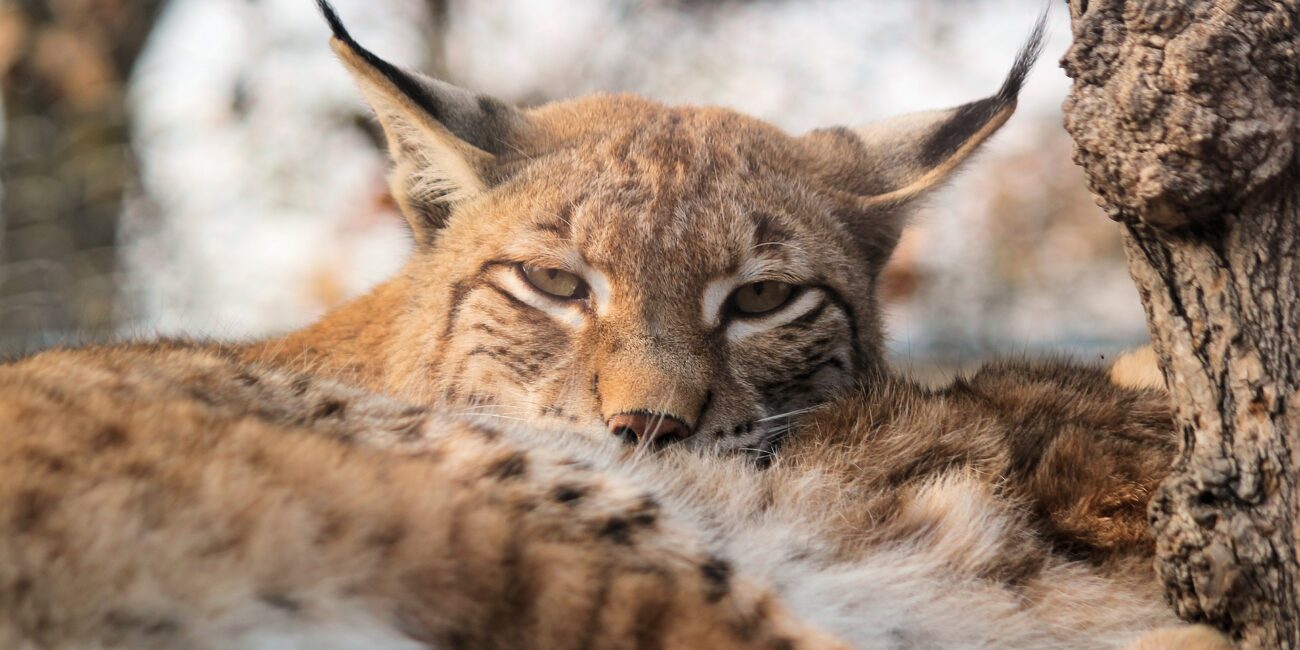 cute eurasian lynx