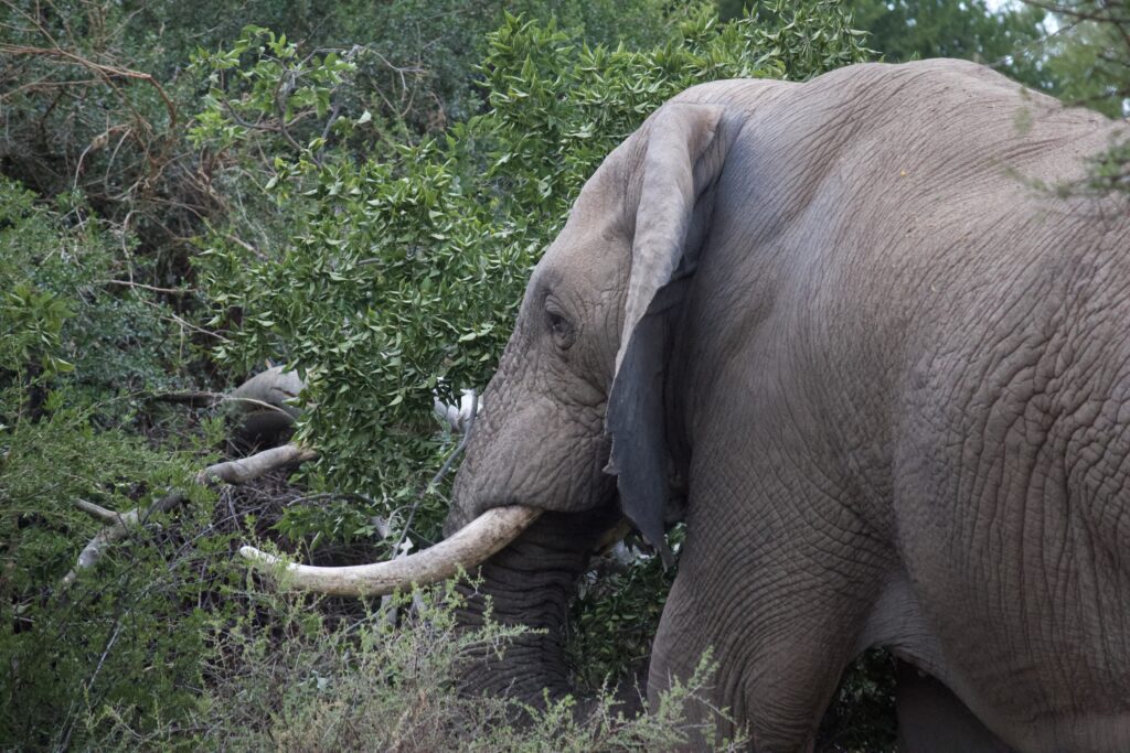elephant samara karoo reserve