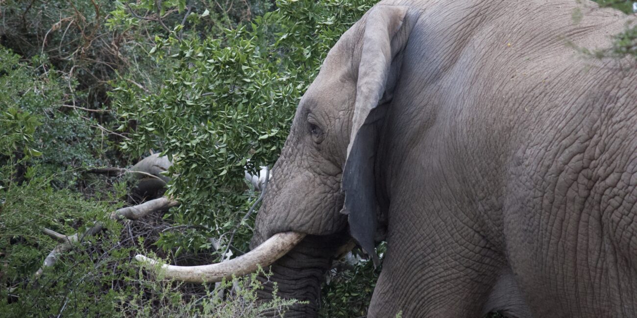 elephant samara karoo reserve