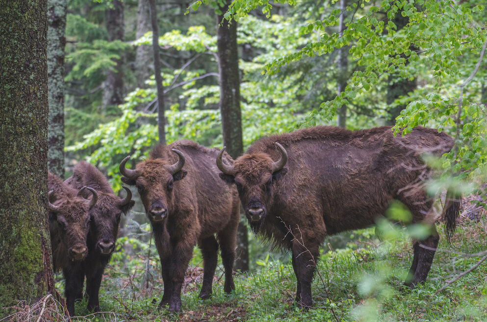 Bison tracking trip in Carpathia, Romania