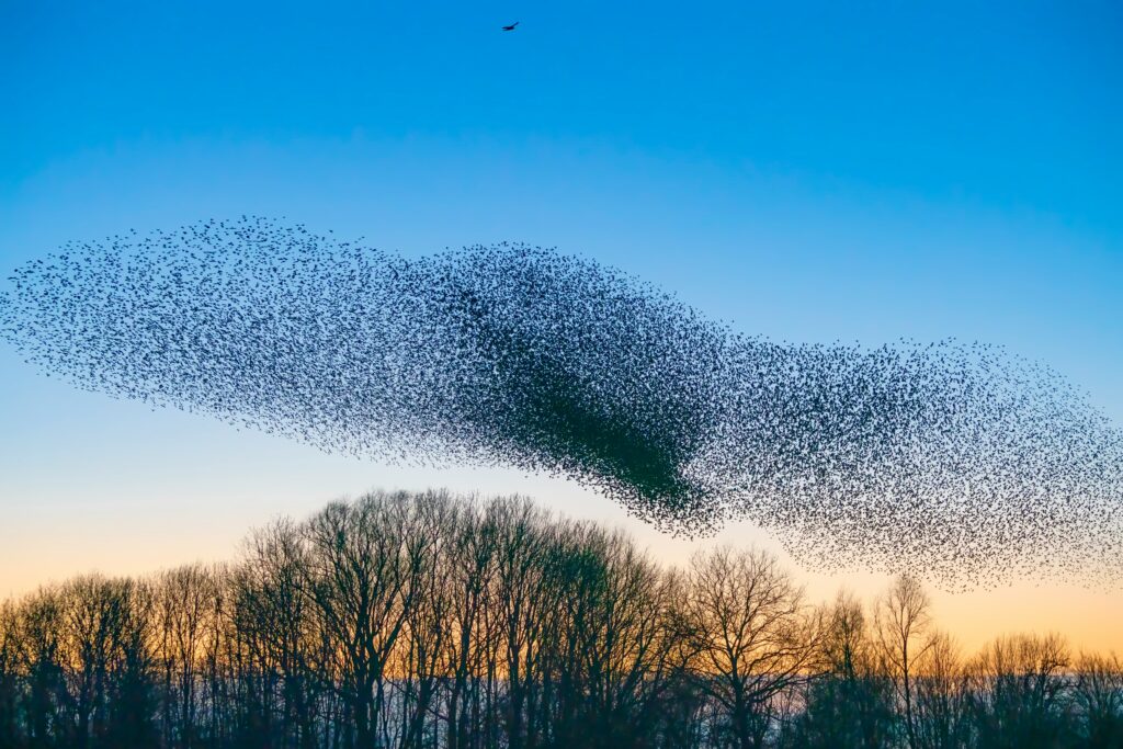 Murmuration of birds in nature