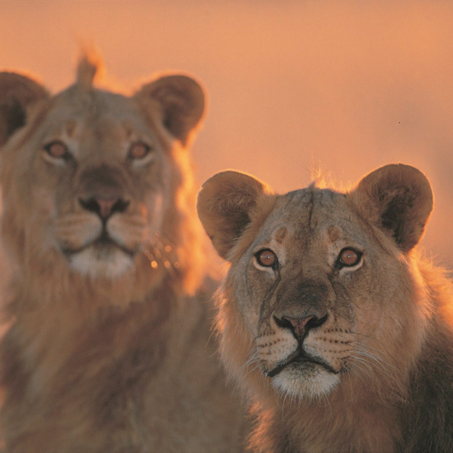 Two lions in wild nature