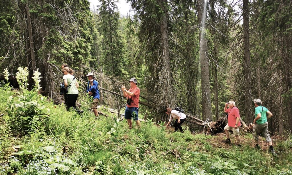 group tracking bison