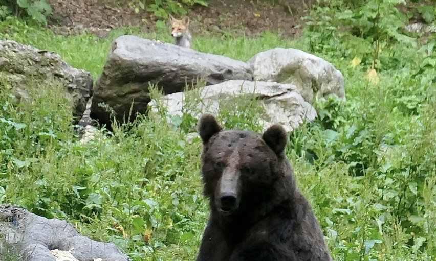 European Brown bear and fox searching for food behind rocks