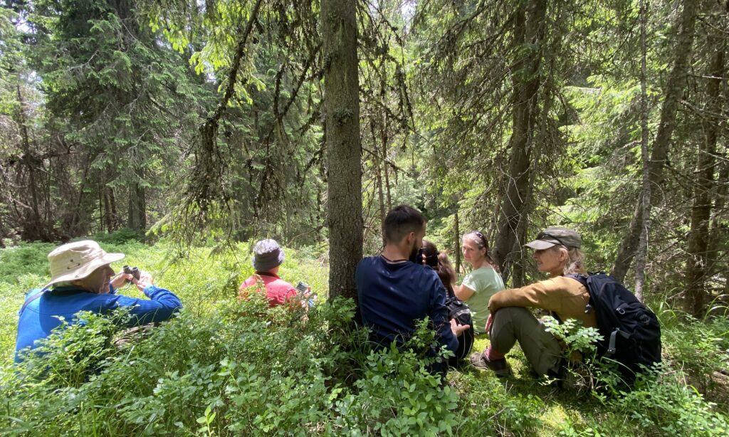 Group sitting in a pine forest watching bison that are out of sight