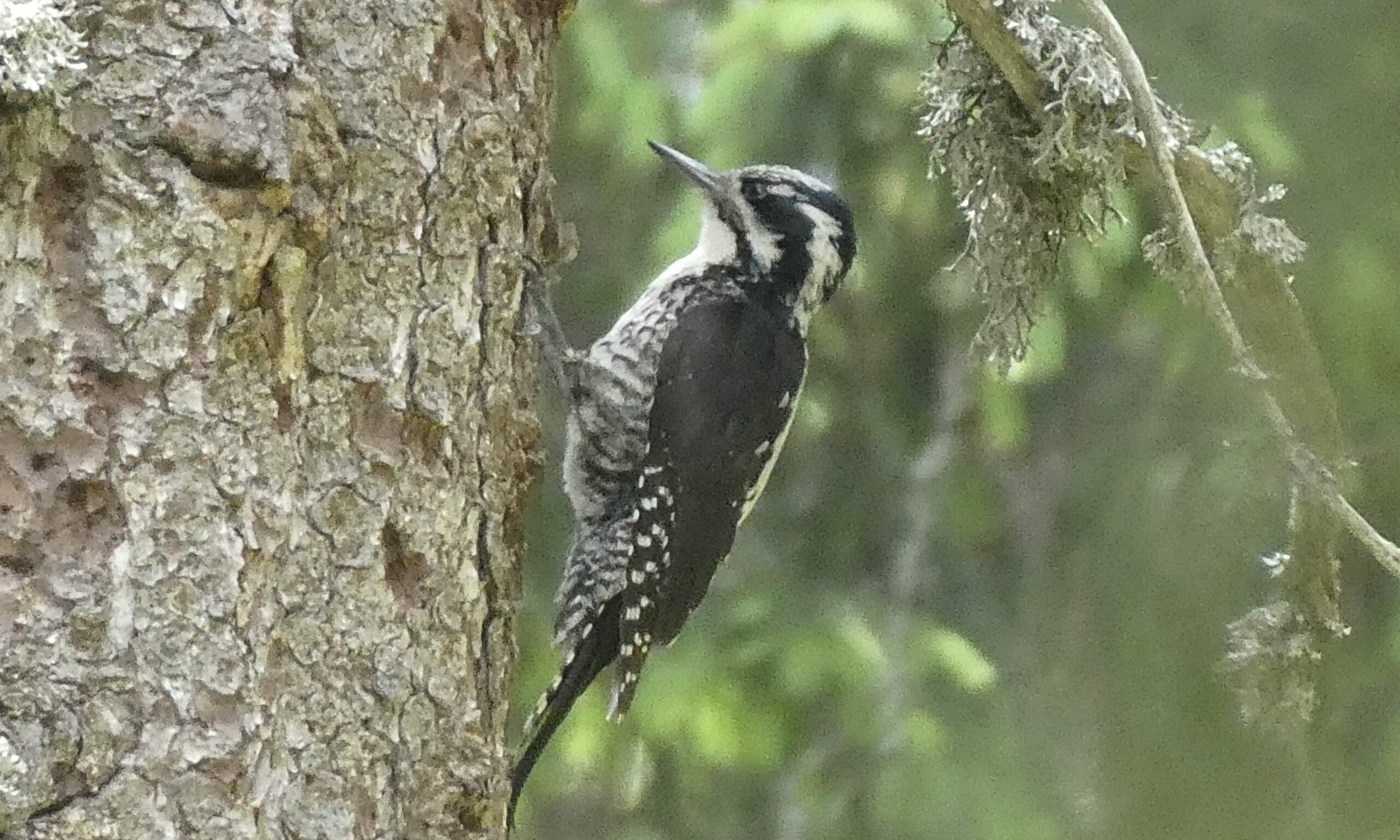 Eurasian three toed woodpecker against a tree