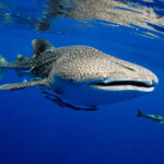 Whale shark in Galapagos during impact travel