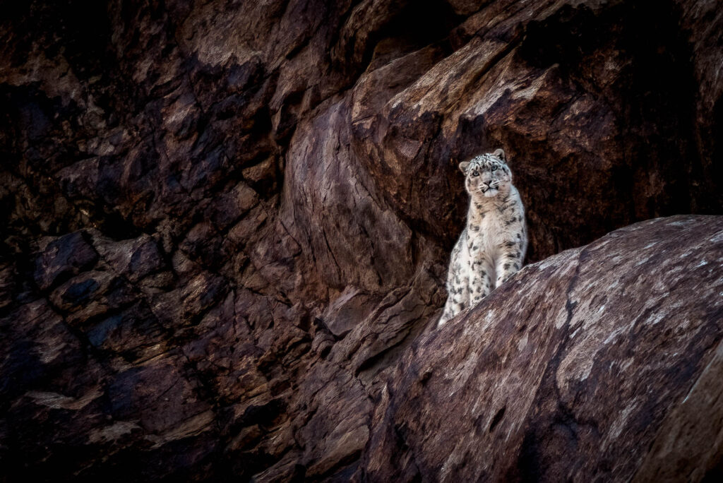 A snow leopard captured on camera by Behzad J Larry in Ladakh.