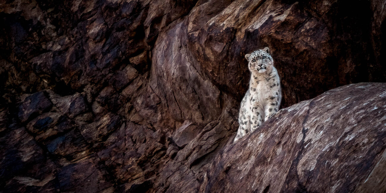 A snow leopard captured on camera by Behzad J Larry in Ladakh.