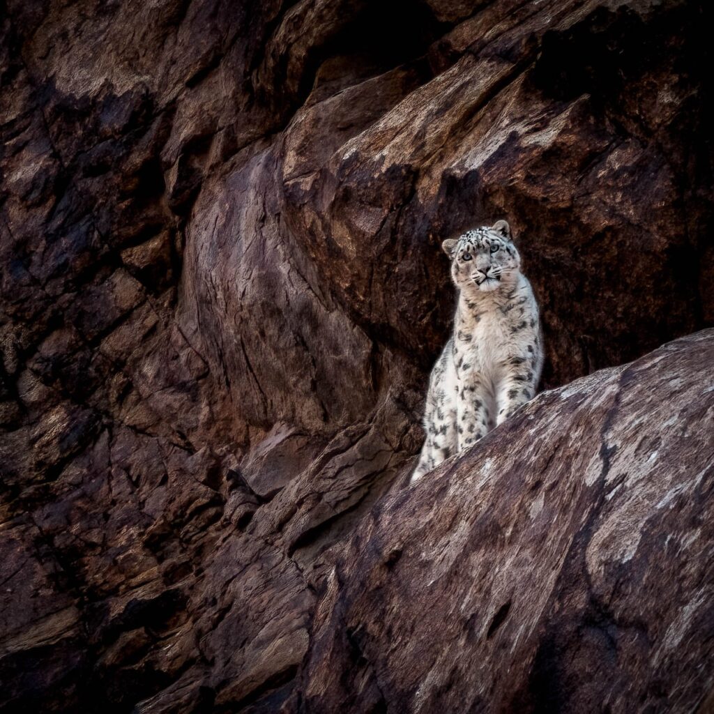 Snow leopard in Ladakh captured by Behzad J.Larry Photography.