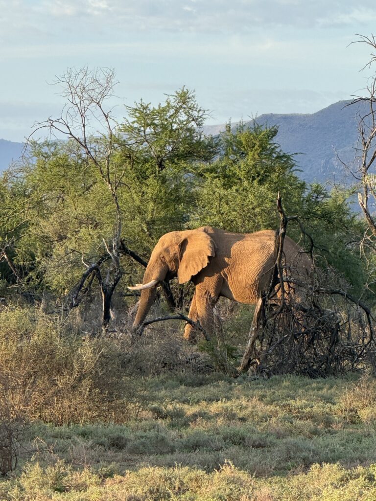 An elephant on the Journeys With Purpose hosted journey to The Great Karoo in Samara, South Africa.