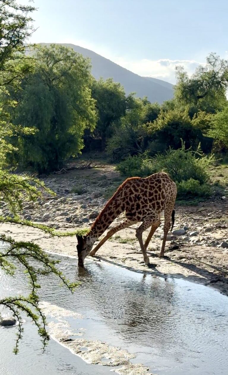 A giraffe spotted drinking from a local river in the Great Karoo in Samara.