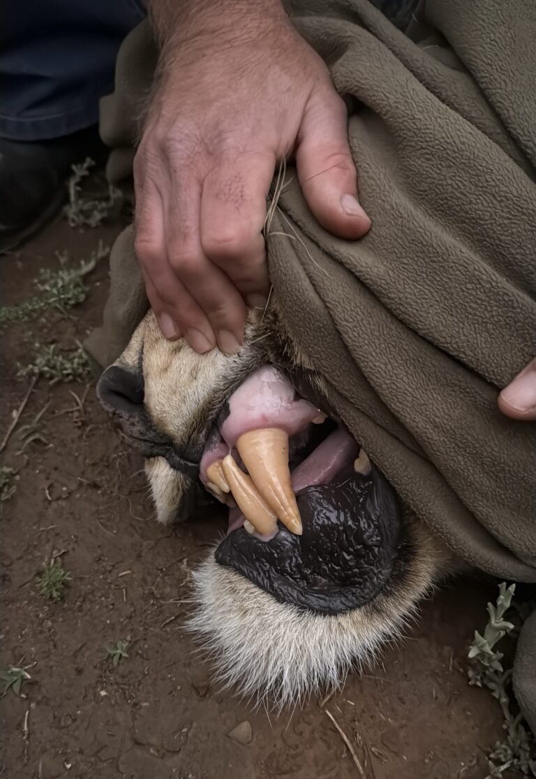 The apex predator, the male lion, spotted on the Great Karoo journey by Journeys With Purpose.