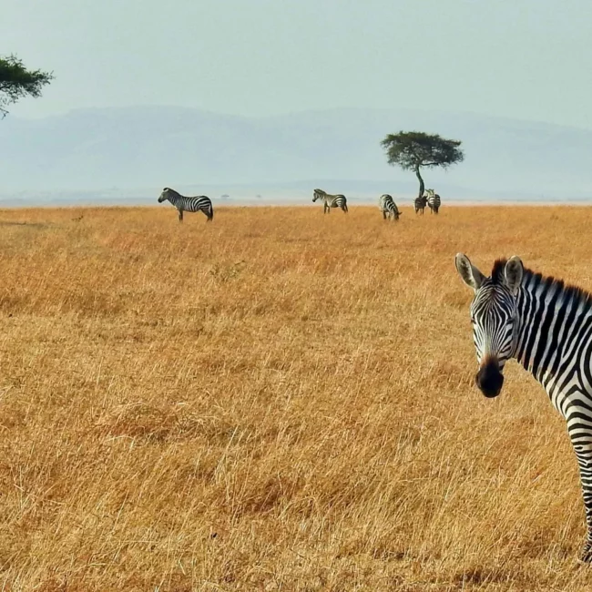 Rewilding the Karoo_ A Journey Through Samara