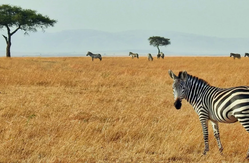 Rewilding the Karoo_ A Journey Through Samara