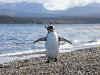 Penguin on the beach seen while on an Argentina adventure