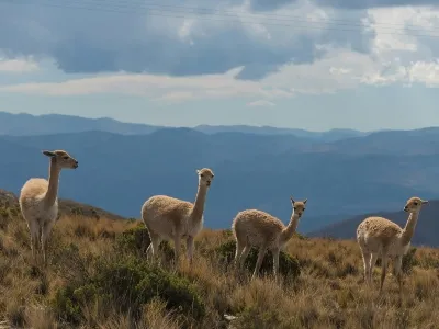 Llamas on a mountain top seen on an Argentina adventure