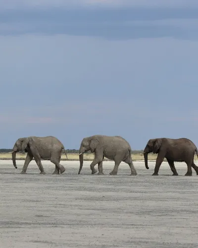 Botswana Elephant crossing over the wetlands Port