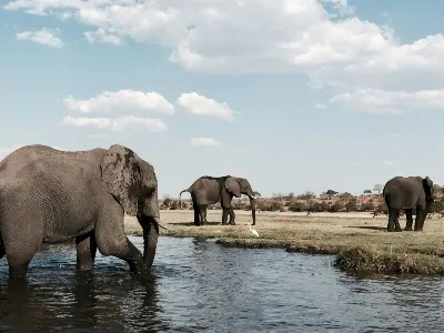 Botswana Elephant herd lands