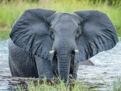 Botswana Elephant in water - landscape